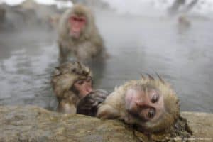 Snow monkeys